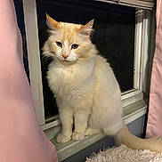 Simba is registered to the contest to win money with this photo: cat, fluffy, cream_color, window, windowsill, curtains, pink, indoor, night, pet, feline, fur, tail, cozy, blanket, soft, calm, sitting, domestic, animal
