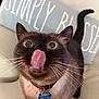 Akina joined the competition — help win amazing prizes! cat, siamese_cat, tongue_out, licking, whiskers, collar, indoor, couch, pillow, text_on_pillow, close_up, pet, animal, feline, curious, wide_eyes, fur, domestic_animal, living_room, cute