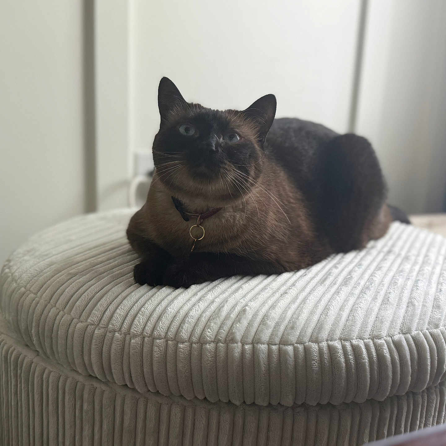 Akina is registered to the contest to win money with this photo: animal, blue_eyes, blurred_background, cat, collar, curious, domestic_animal, furniture, indoor, mammal, ottoman, pet, relaxed, resting, round, siamese_cat, sitting, soft_lighting, texture, whiskers