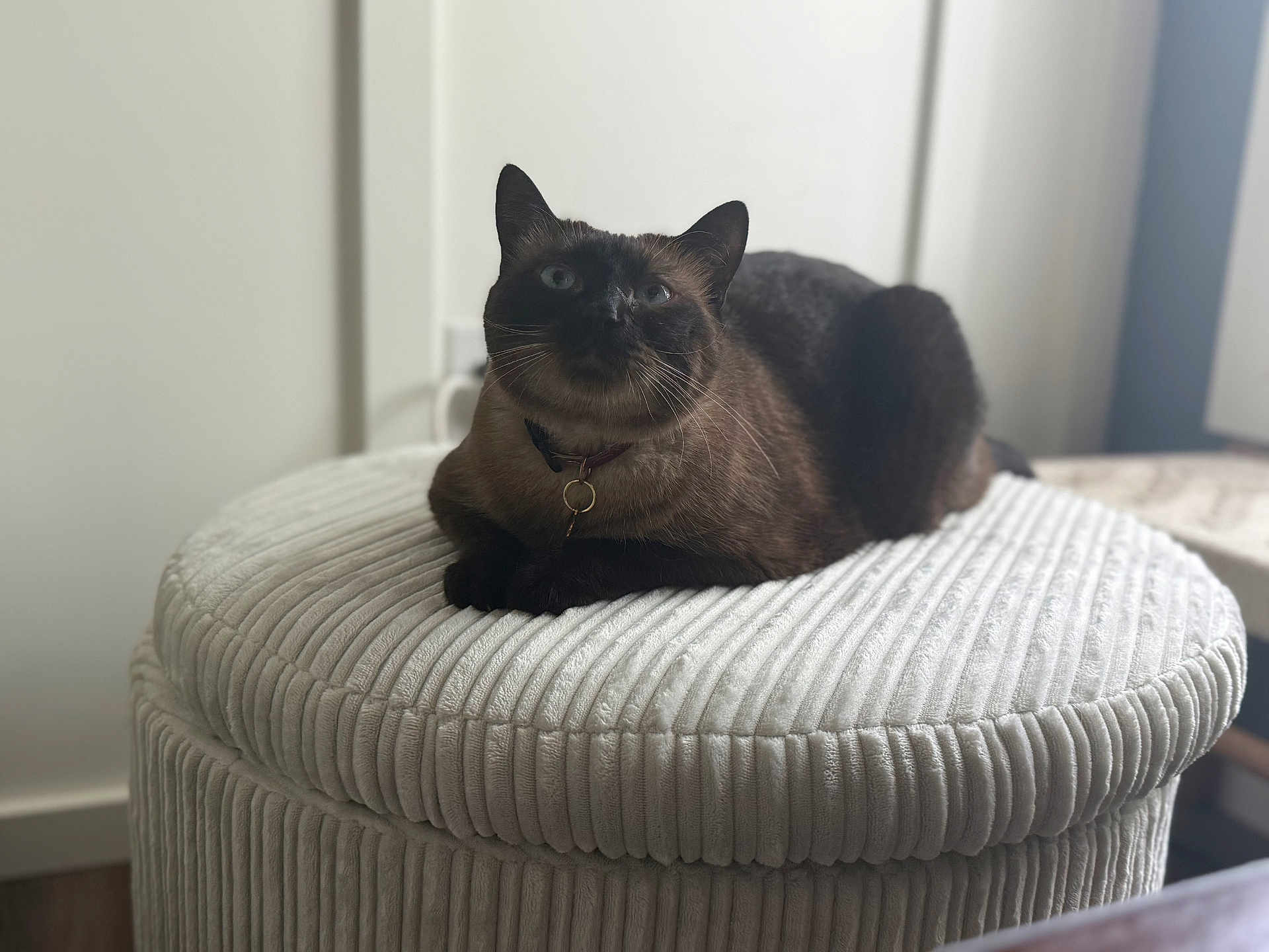 Akina is registered to the contest to win money with this photo: cat, siamese_cat, pet, indoor, furniture, ottoman, texture, blue_eyes, relaxed, curious, animal, mammal, whiskers, collar, domestic_animal, soft_lighting, blurred_background, round, sitting, resting