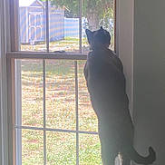 Akina joined the competition — help win amazing prizes! cat, window, backyard, shed, tree, grass, sunlight, indoor, pet, curious, standing, feline, animal, nature, daylight, house, looking_out, quiet, domestic, shadow
