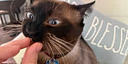 Akina joined the competition — help win amazing prizes! cat, siamese_cat, pet, animal, indoor, hand, treat, whiskers, collar, tag, close_up, blur, wide_eyes, feline, mouth, pillow, text, home, fur, curiosity