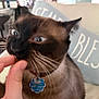 cat, siamese_cat, pet, animal, indoor, hand, treat, whiskers, collar, tag, close_up, blur, wide_eyes, feline, mouth, pillow, text, home, fur, curiosity