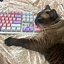 Akina is registered to the contest to win money with this photo: cat, siamese_cat, keyboard, mechanical_keyboard, bed, floral_pattern, paw, resting, sleeping, cute_stickers, pastel_colors, technology, cozy, indoor, pet, animal, whiskers, fur, collar, close_up