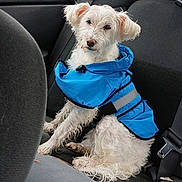Leah is registered to the contest to win money with this photo: animal, backseat, blue_jacket, canine, car_interior, dog, indoors, looking, pet, rain, raincoat, resting, seat, seatbelt, sitting, transportation, travel, wet_fur, white_dog, window