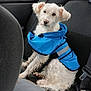animal, backseat, blue_jacket, canine, car_interior, dog, indoors, looking, pet, rain, raincoat, resting, seat, seatbelt, sitting, transportation, travel, wet_fur, white_dog, window