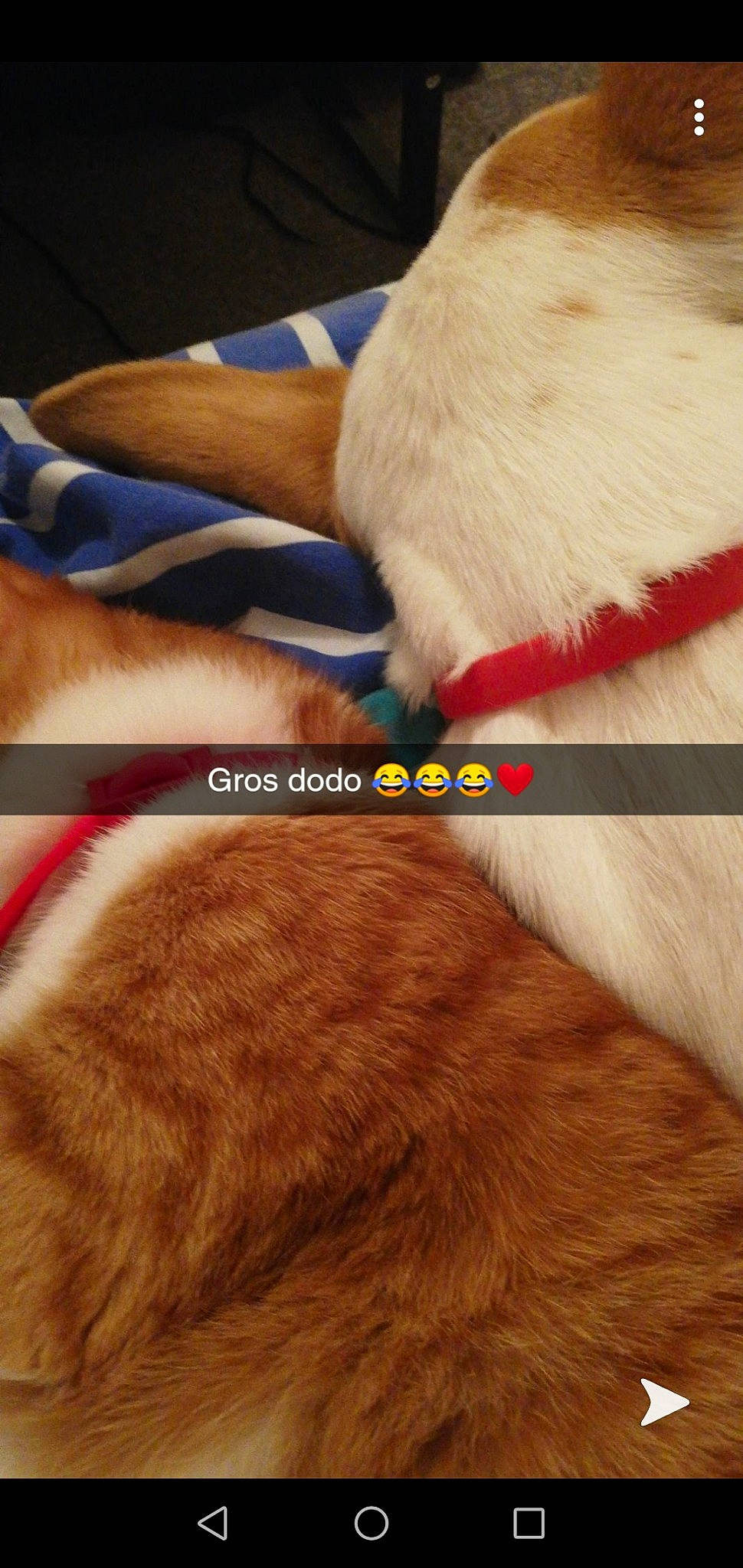 Vodka a rejoint le concours — aidez-le/la à gagner de superbes lots ! canidae, collar, dog_breed, dog_collar, ear, fawn, fur, snout, sporting_group, tail