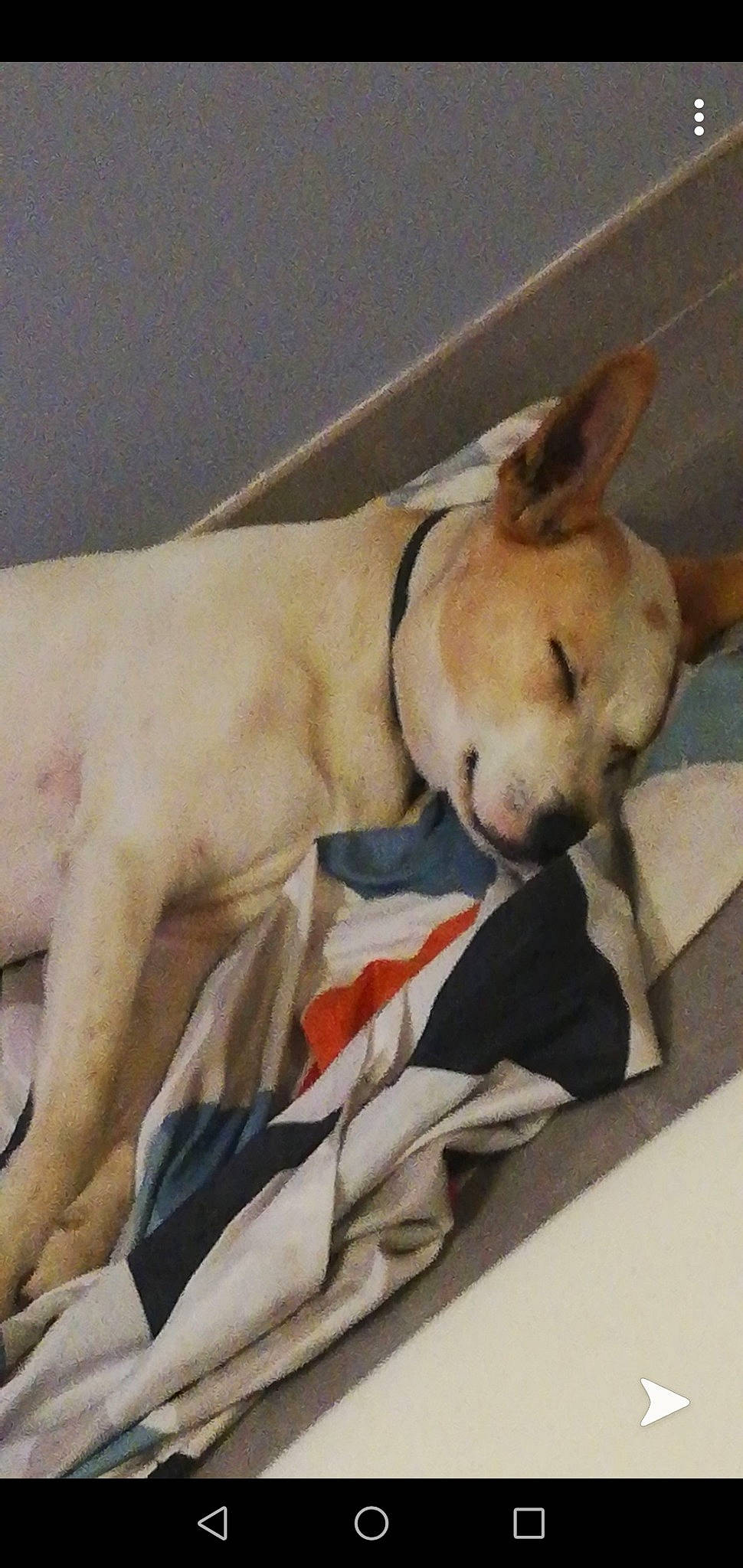 Vodka a rejoint le concours — aidez-le/la à gagner de superbes lots ! ancient_dog_breeds, bull_and_terrier, bull_terrier, bull_terrier_miniature, canidae, carnivore, companion_dog, dog, dog_breed, ear, fawn, mammal, nap, non_sporting_group, snout, vertebrate