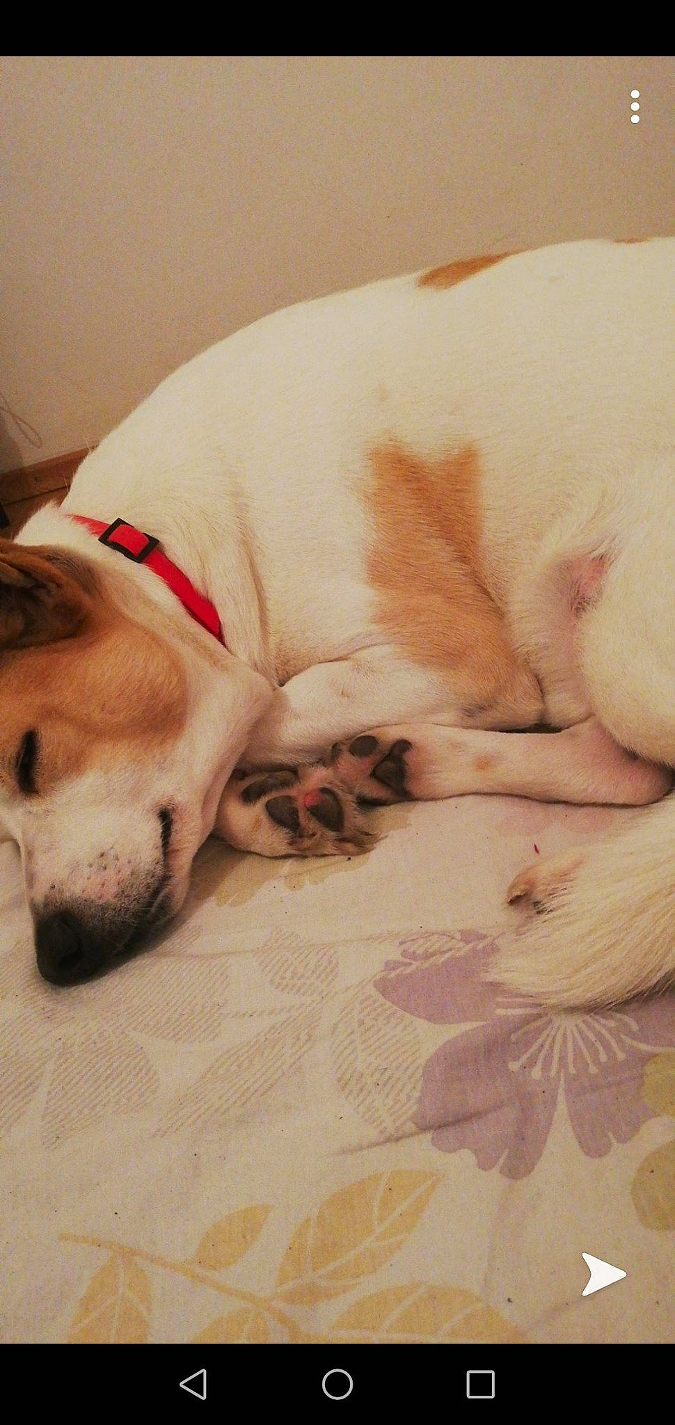 Vodka a rejoint le concours — aidez-le/la à gagner de superbes lots ! canidae, carnivore, companion_dog, dog, dog_breed, fawn, mammal, nap, nose, paw, puppy, puppy_love, sleep, snout