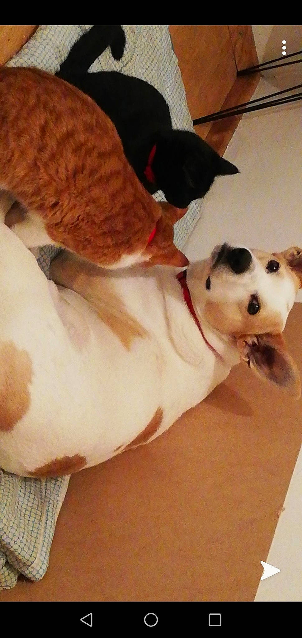 Vodka participe au concours pour gagner de l'argent avec cette photo : canidae, carnivore, companion_dog, dog, dog_breed, fawn, jack_russell_terrier, non_sporting_group, puppy_love, russell_terrier