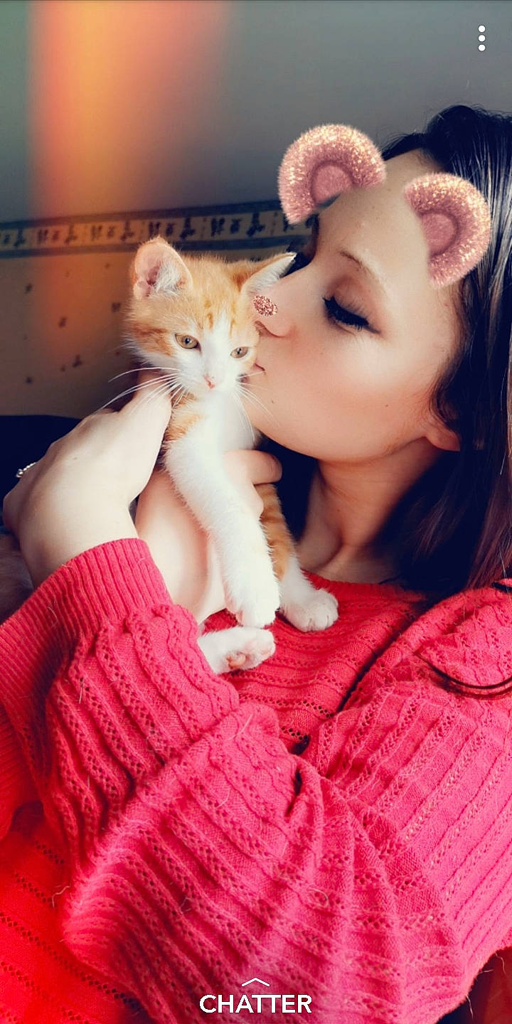 Ruby participe au concours pour gagner de l'argent avec cette photo : beauty, blond, brown_hair, carnivore, cat, cheek, ear, eye, fawn, felidae, fur, kitten, lip, mouth, nose, pink, skin, small_to_medium_sized_cats, turkish_van, whiskers