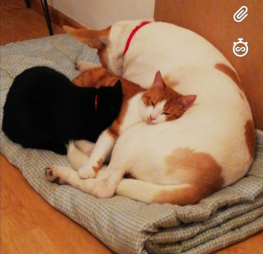 Ruby participe au concours pour gagner de l'argent avec cette photo : asian, carnivore, cat, cat_bed, comfort, felidae, fur, kitten, mammal, nap, paw, sleep, small_to_medium_sized_cats, tail, whiskers