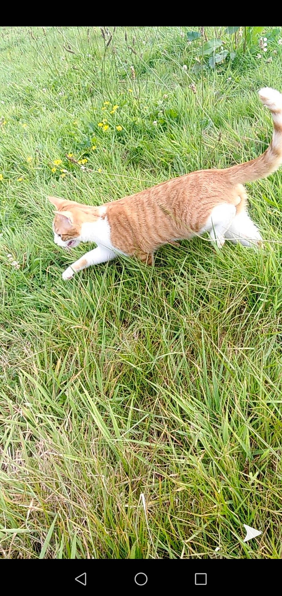 Ruby participe au concours pour gagner de l'argent avec cette photo : carnivore, cat, domestic_short_haired_cat, european_shorthair, felidae, grass, grass_family, plant, small_to_medium_sized_cats, tabby_cat, tail, whiskers