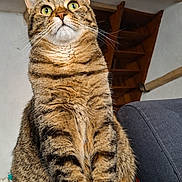 Soussou a rejoint le concours — aidez-le/la à gagner de superbes lots ! cat, tabby_cat, animal, pet, indoor, sofa, furniture, ears, whiskers, alert, sitting, house, wooden_beams, stairs, green_eyes, fur, mammal, domestic_cat, closeup, portrait