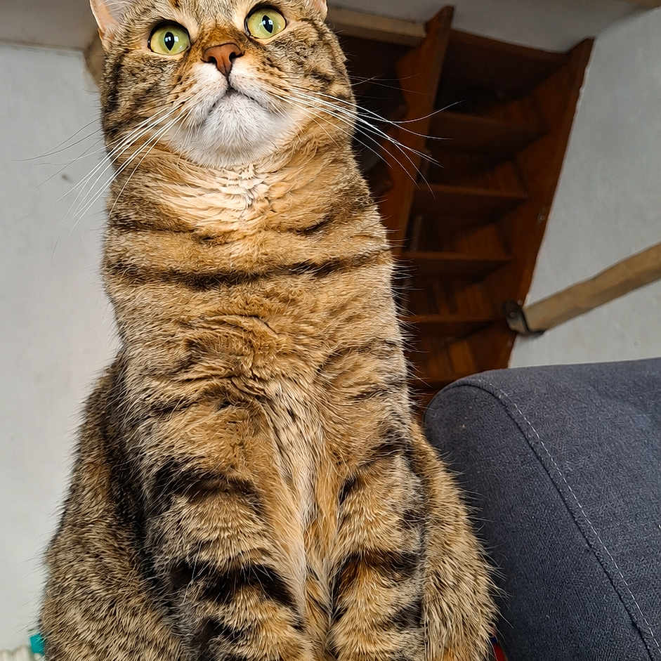 Soussou a rejoint le concours — aidez-le/la à gagner de superbes lots ! cat, tabby_cat, animal, pet, indoor, sofa, furniture, ears, whiskers, alert, sitting, house, wooden_beams, stairs, green_eyes, fur, mammal, domestic_cat, closeup, portrait
