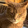 Kiri participe au concours pour gagner de l'argent avec cette photo : cat, feline, pet, whiskers, close_up, portrait, golden_hour, sunlight, yellow_eyes, fur, ears, outdoor, wicker_chair, wooden_fence, relaxed, sitting, domestic_cat, face, muzzle, nose