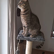 Kiri participe au concours pour gagner de l'argent avec cette photo : cat, tabby_cat, pet, indoor, cat_tree, scratching_post, perch, curtain, window, paws, whiskers, tail, fur, portrait, sitting, looking_up, toy, home, wooden_floor, cozy