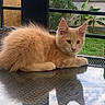 animal, cat, ears, eyes, fluffy, furry, ginger_cat, glass, greenery, kitten, lying_down, nose, orange_cat, outdoor, patio, pet, reflection, relaxed, table, whiskers
