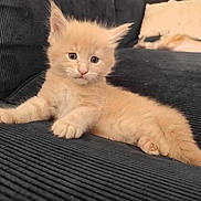 Gus participe au concours pour gagner de l'argent avec cette photo : kitten, cat, cream_fur, fluffy, pet, animal, couch, sofa, indoor, sitting, lying_down, relaxed, ears, whiskers, eyes, tail, paws, portrait, home, cute