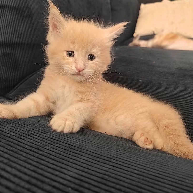Gus participe au concours pour gagner de l'argent avec cette photo : kitten, cat, cream_fur, fluffy, pet, animal, couch, sofa, indoor, sitting, lying_down, relaxed, ears, whiskers, eyes, tail, paws, portrait, home, cute