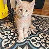 Gus participe au concours pour gagner de l'argent avec cette photo : kitten, cat, cream_fur, blue_eyes, animal, pet, sitting, portrait, whiskers, ears, pink_nose, indoors, patterned_floor, tile, home, cable, yellow_object, black_background, cute, closeup