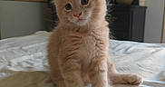 Gus participe au concours pour gagner de l'argent avec cette photo : kitten, cat, orange_fur, fluffy, sitting, bed, bedroom, indoor, pet, animal, portrait, close_up, green_eyes, ears, whiskers, paws, tail, curious, cute, bedding