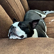 Maggie is registered to the contest to win money with this photo: dog, sleeping, couch, brown, black_and_white, pet, relaxed, indoor, resting, fur, canine, comfort, nap, close_up, home, animal, cozy, snout, ears, quiet