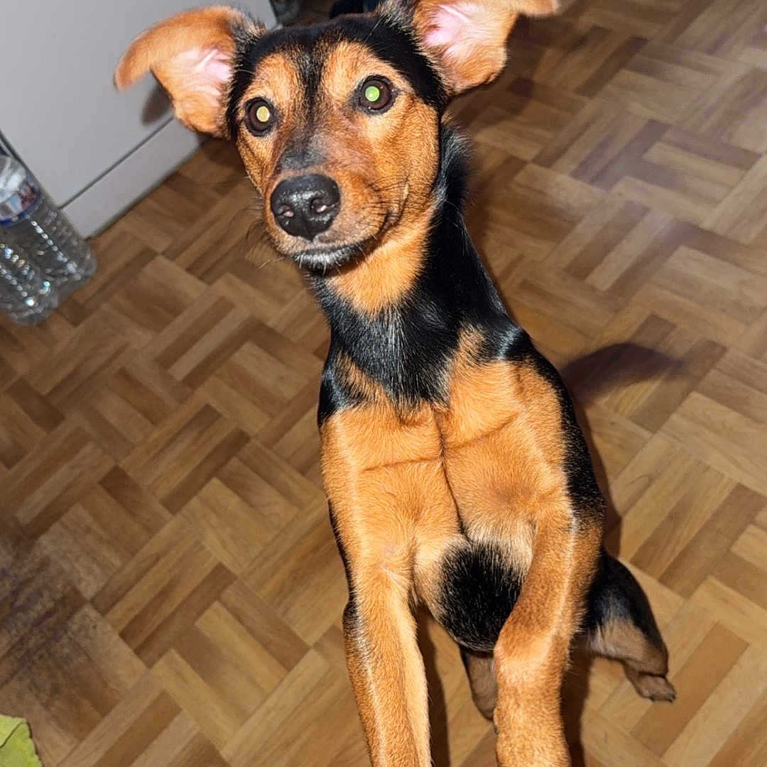 Pepito a rejoint le concours — aidez-le/la à gagner de superbes lots ! accessories, adult, animal, canine, clothing, dog, footwear, hardwood, hound, indoors, interiordesign, male, man, pants, person, pet, plywood, puppy, shoe, wood