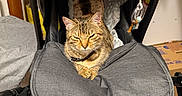 Nala a rejoint le concours — aidez-le/la à gagner de superbes lots ! animal, baby_stroller, blanket, cat, collar, cozy, cushion, ears, feline, floor, fur, hanging_toy, indoor, paws, pet, relaxed, stroller, tabby, toy, wood_floor