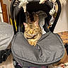 animal, baby_stroller, blanket, cat, collar, cozy, cushion, ears, feline, floor, fur, hanging_toy, indoor, paws, pet, relaxed, stroller, tabby, toy, wood_floor