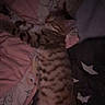 Nala a rejoint le concours — aidez-le/la à gagner de superbes lots ! animal, bed, blanket, cat, comfort, cozy, cute, domestic_animal, feline, fur, indoor, night, patterned_blanket, pet, relaxed, resting, sleeping, striped, tabby, warm