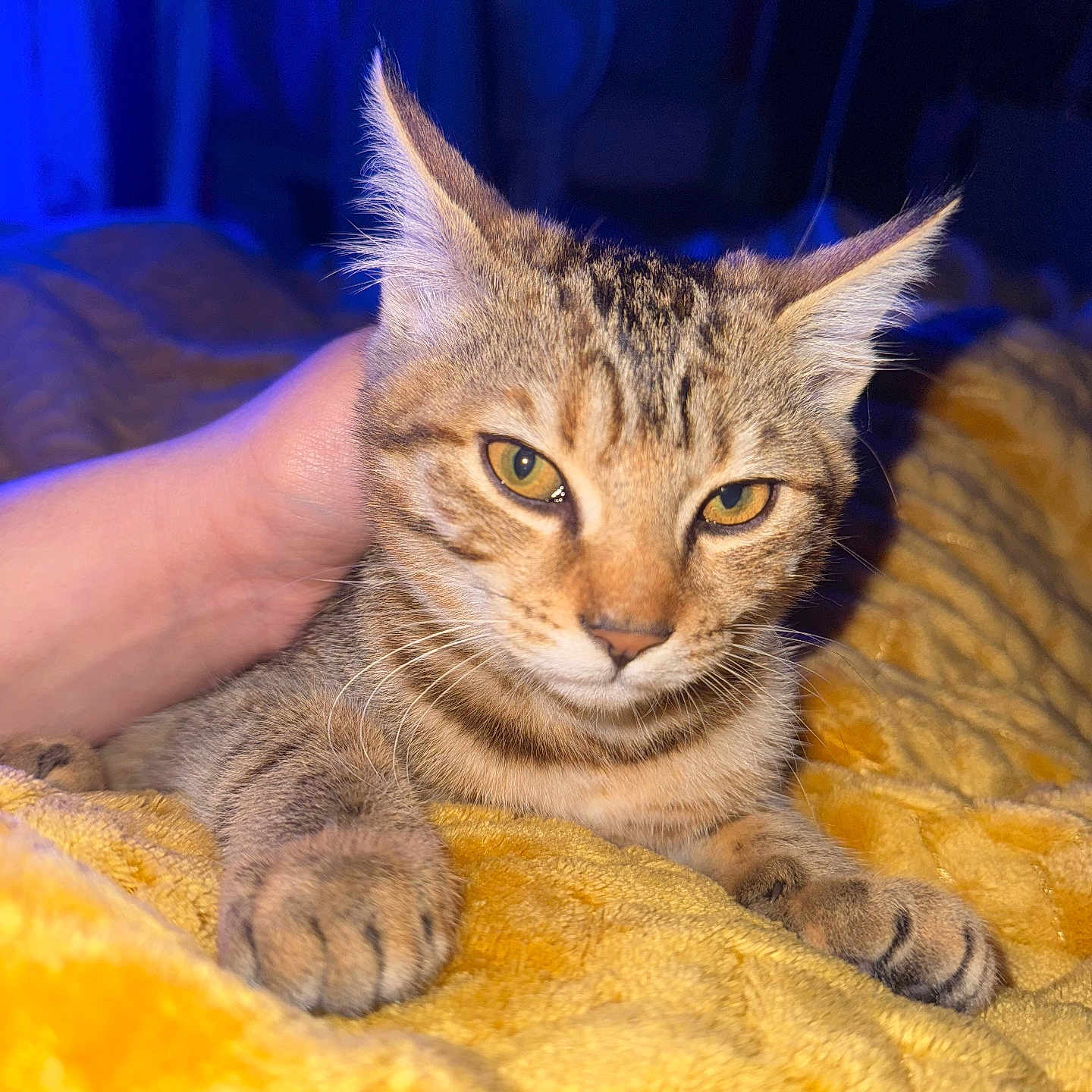 Nala