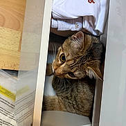 Nala a rejoint le concours — aidez-le/la à gagner de superbes lots ! animal, baby_clothes, brown, cat, clothing, cozy, curious, drawer, ears, eyes, fabric, folded_clothes, furniture, indoor, pet, sitting, striped, tabby_cat, whiskers, wood