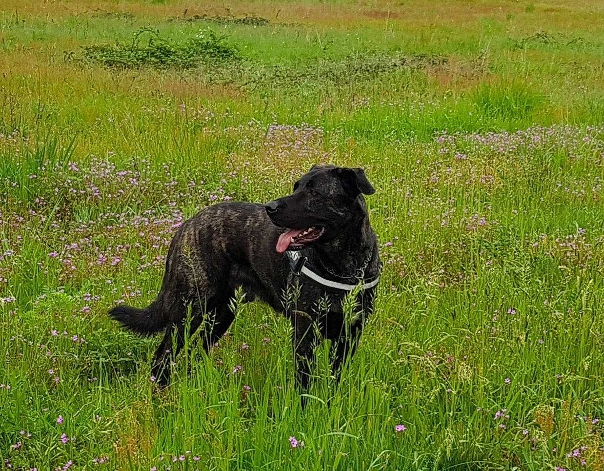 Niro a rejoint le concours — aidez-le/la à gagner de superbes lots ! borador, carnivore, collar, companion_dog, dog, dog_breed, dog_collar, field, flower, grass, grassland, groundcover, gun_dog, pasture, plant, prairie, sporting_group, tail, terrestrial_animal, working_animal