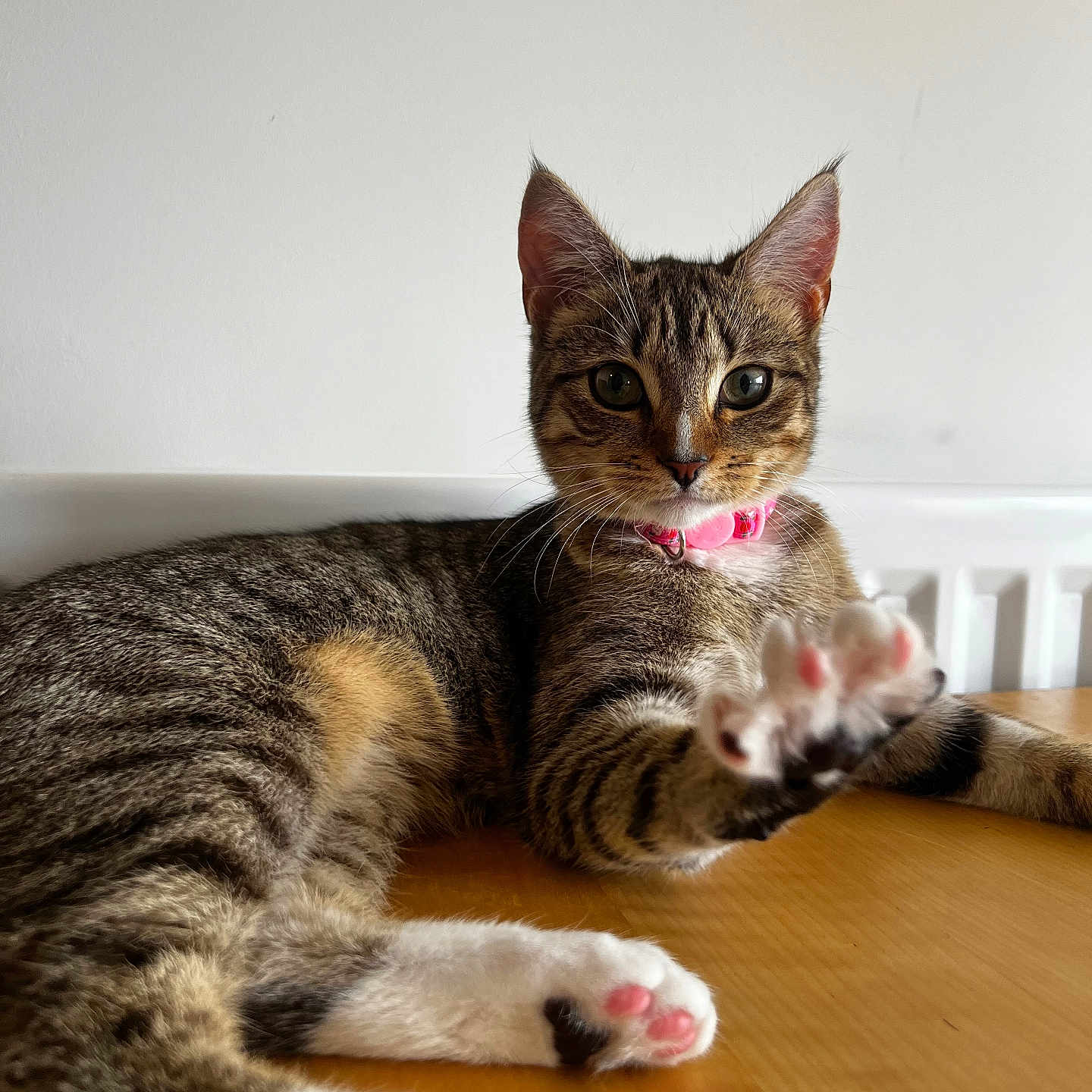 Nova is registered to the contest to win money with this photo: animal, cat, closeup, cute, domestic_cat, ears, fur, indoor, lying_down, mammal, paw, pet, pink_collar, pink_paw_pads, relaxed, stretching, tabby, whiskers, white_background, wooden_table