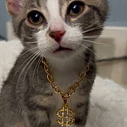 Kevin is registered to the contest to win money with this photo: animal, blanket, cat, closeup, cute, dollar_sign, feline, fur, gray, indoor, jewelry, kitten, necklace, pet, portrait, sitting, soft, whiskers, white, young