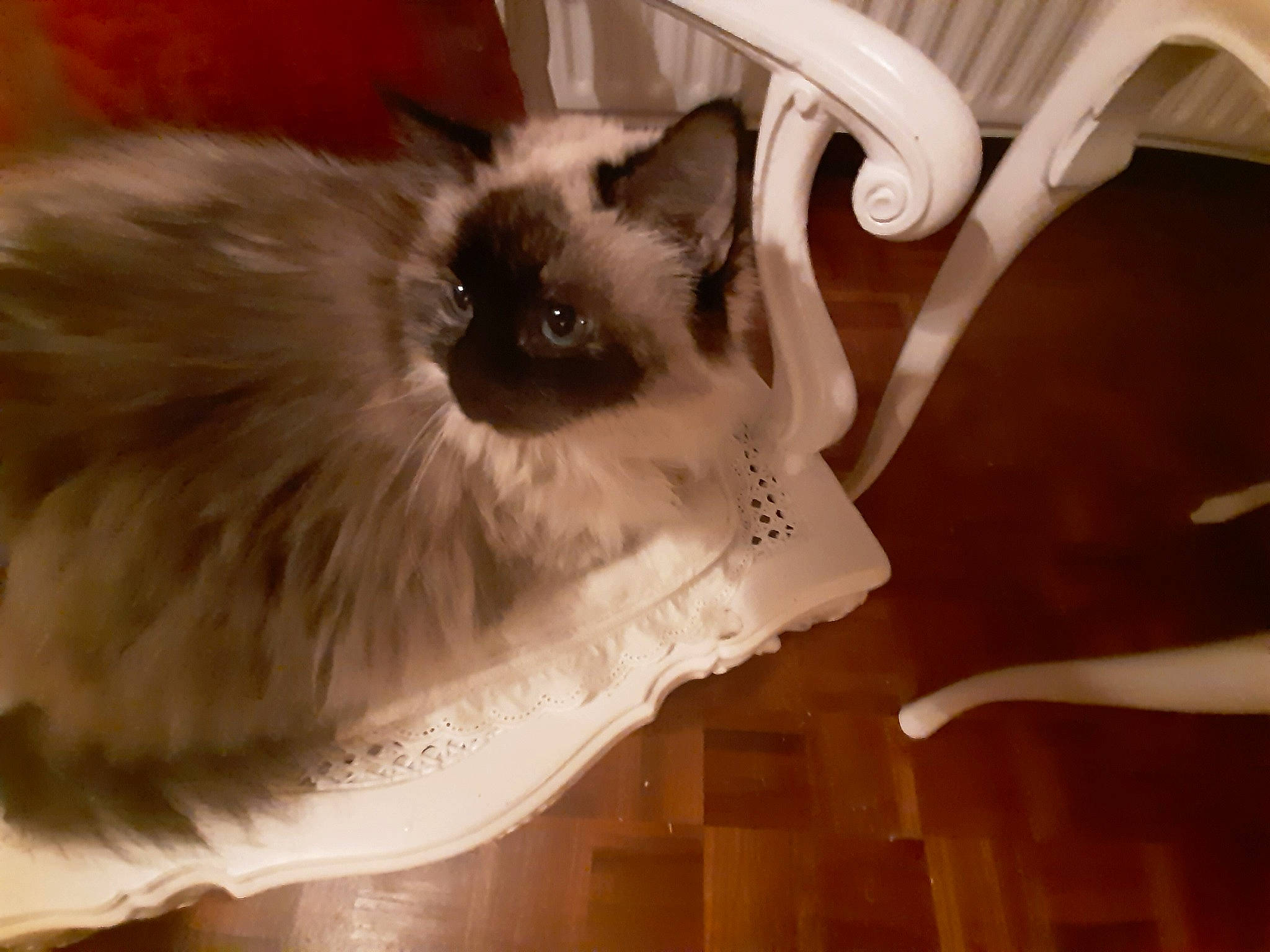 Marguerite participe au concours pour gagner de l'argent avec cette photo : balinese, birman, carnivore, cat, domestic_long_haired_cat, eye, fawn, felidae, fur, himalayan, iris, mammal, norwegian_forest_cat, ragdoll, siamese, small_to_medium_sized_cats, snowshoe, thai, tonkinese, whiskers