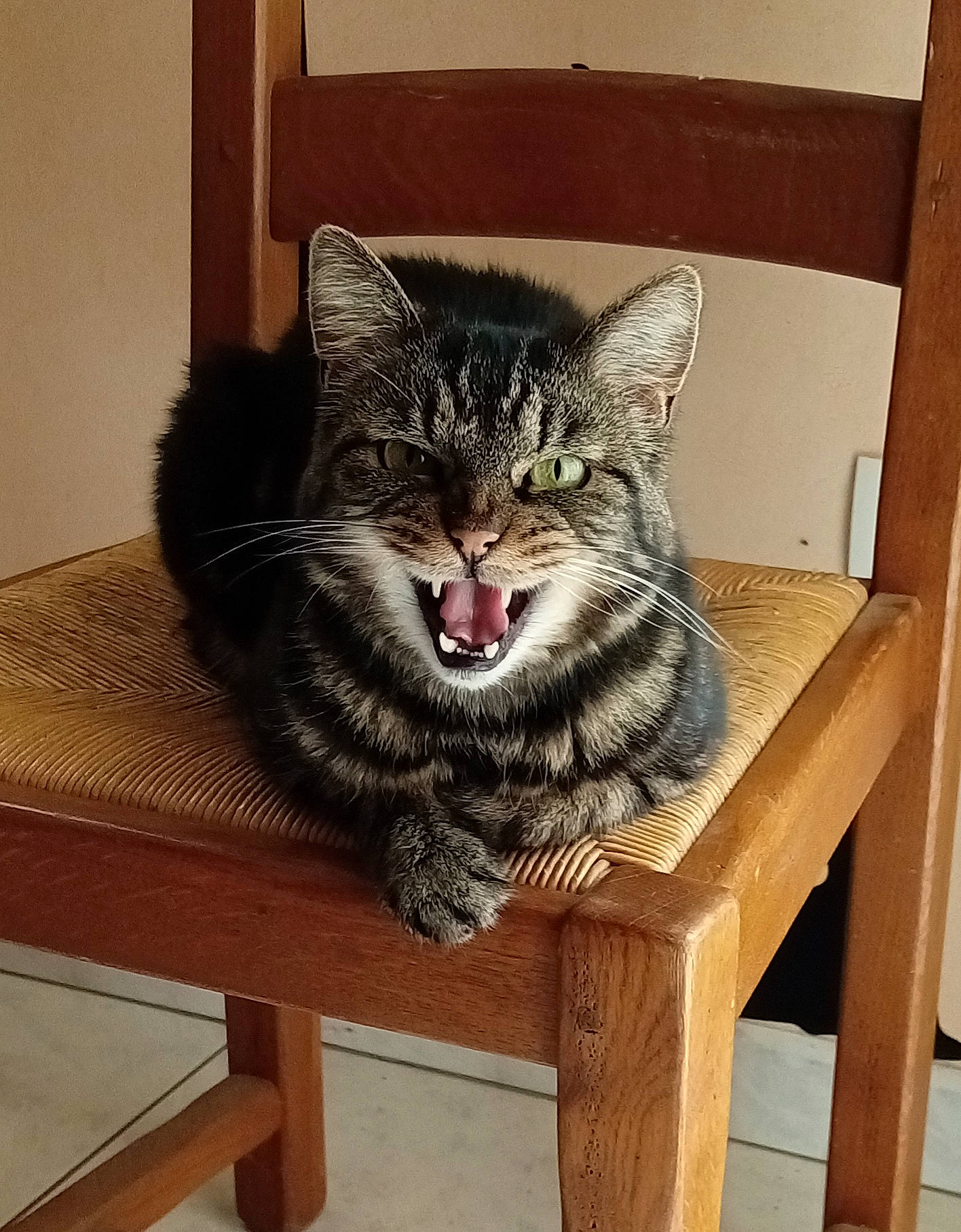 Harry participe au concours pour gagner de l'argent avec cette photo : bench, carnivore, cat, cat_supply, desk, domestic_short_haired_cat, felidae, fur, grey, hardwood, outdoor_furniture, rectangle, sitting, small_to_medium_sized_cats, snout, table, tail, whiskers, window, wood