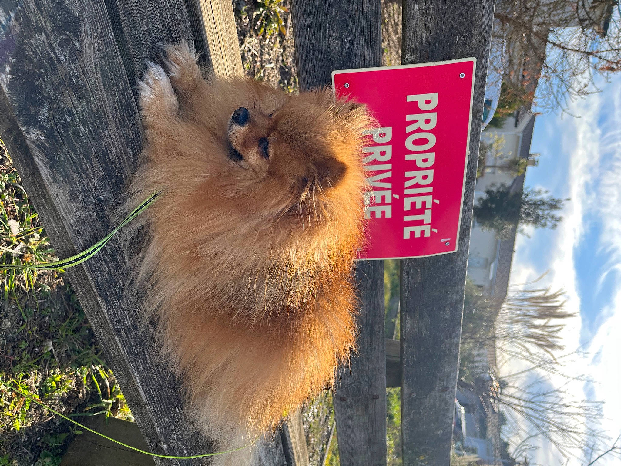 Pollux participe au concours pour gagner de l'argent avec cette photo : canidae, carnivore, companion_dog, dog_breed, fawn, fur, natural_material, plant, tail, terrestrial_animal, tree, trunk, twig, whiskers, wildlife, wood