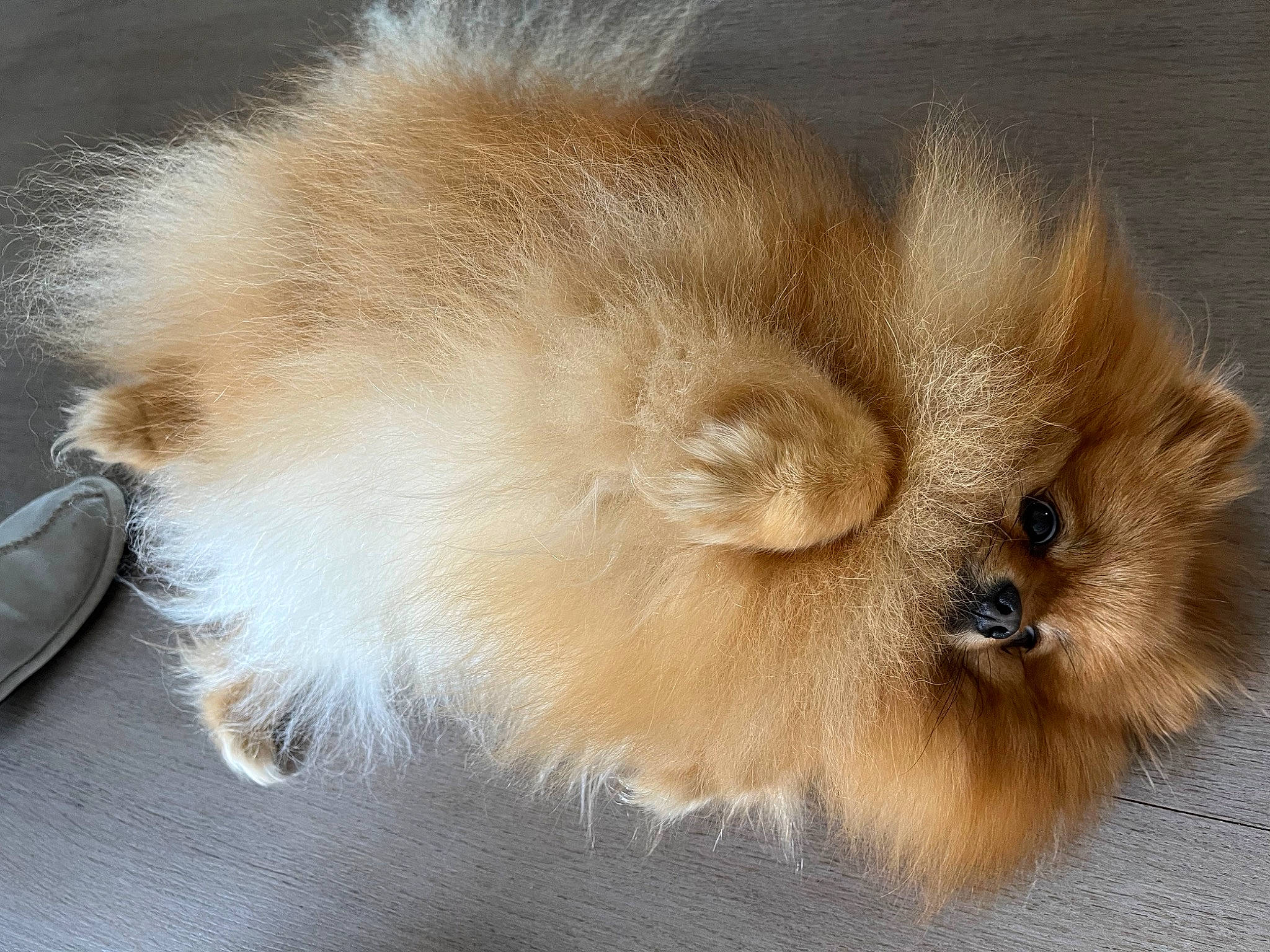 Pollux a rejoint le concours — aidez-le/la à gagner de superbes lots ! ancient_dog_breeds, canidae, carnivore, companion_dog, dog, dog_breed, fawn, felidae, fur, german_spitz, non_sporting_group, paw, sporting_group, tail, terrestrial_animal, whiskers, working_animal