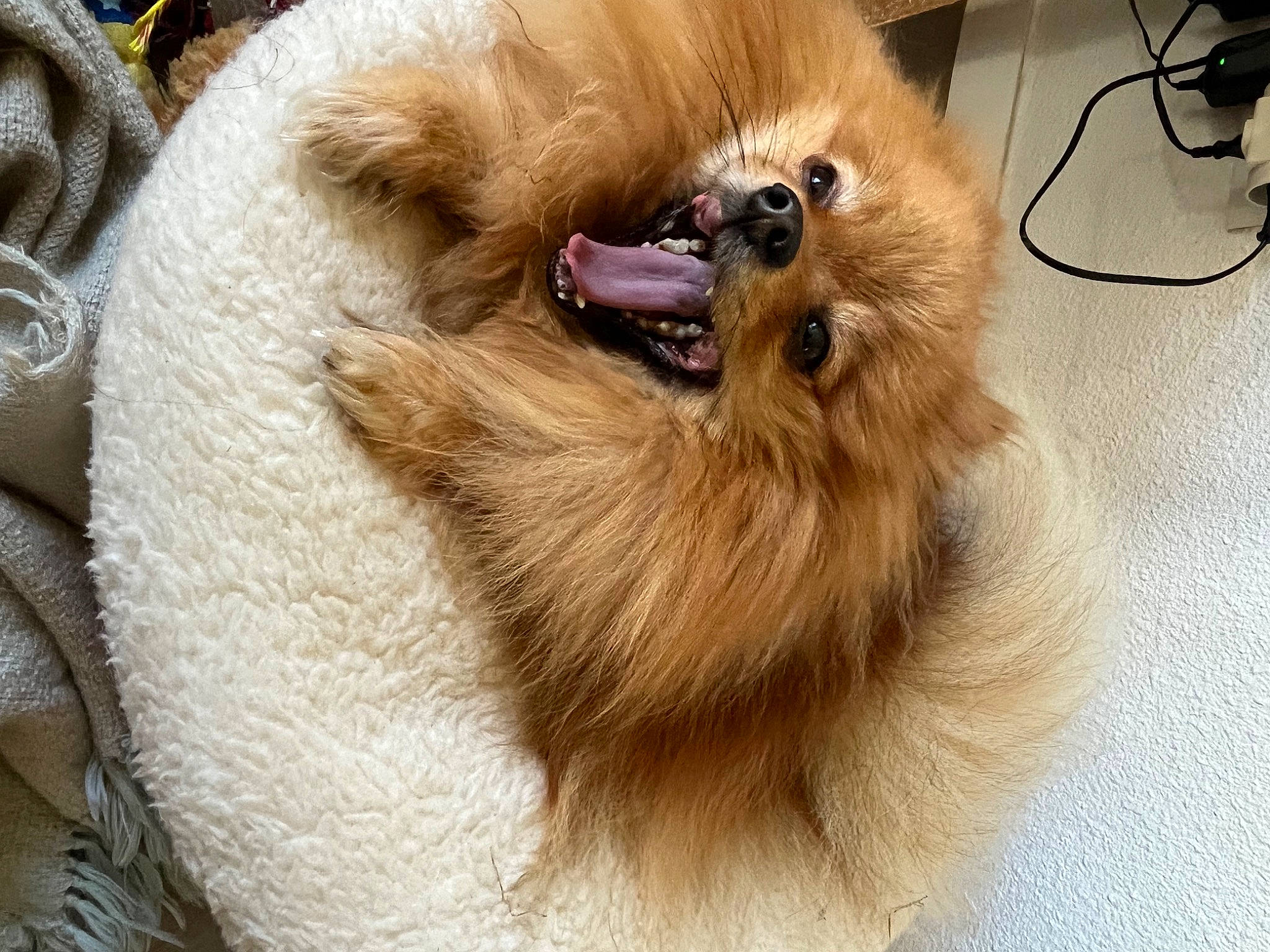 Pollux participe au concours pour gagner de l'argent avec cette photo : canidae, carnivore, claw, companion_dog, dog, dog_breed, fawn, flooring, fur, german_spitz, german_spitz_klein, giant_dog_breed, liver, paw, snout, spitz, sporting_group, volpino_italiano, whiskers, working_animal