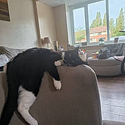 Willow joined the competition — help win amazing prizes! cat, black_and_white_cat, indoor, living_room, couch, furniture, window, daylight, relaxing, pet, animal, domestic_cat, floor, lamp, bag, houseplant, photography, cozy, resting, home