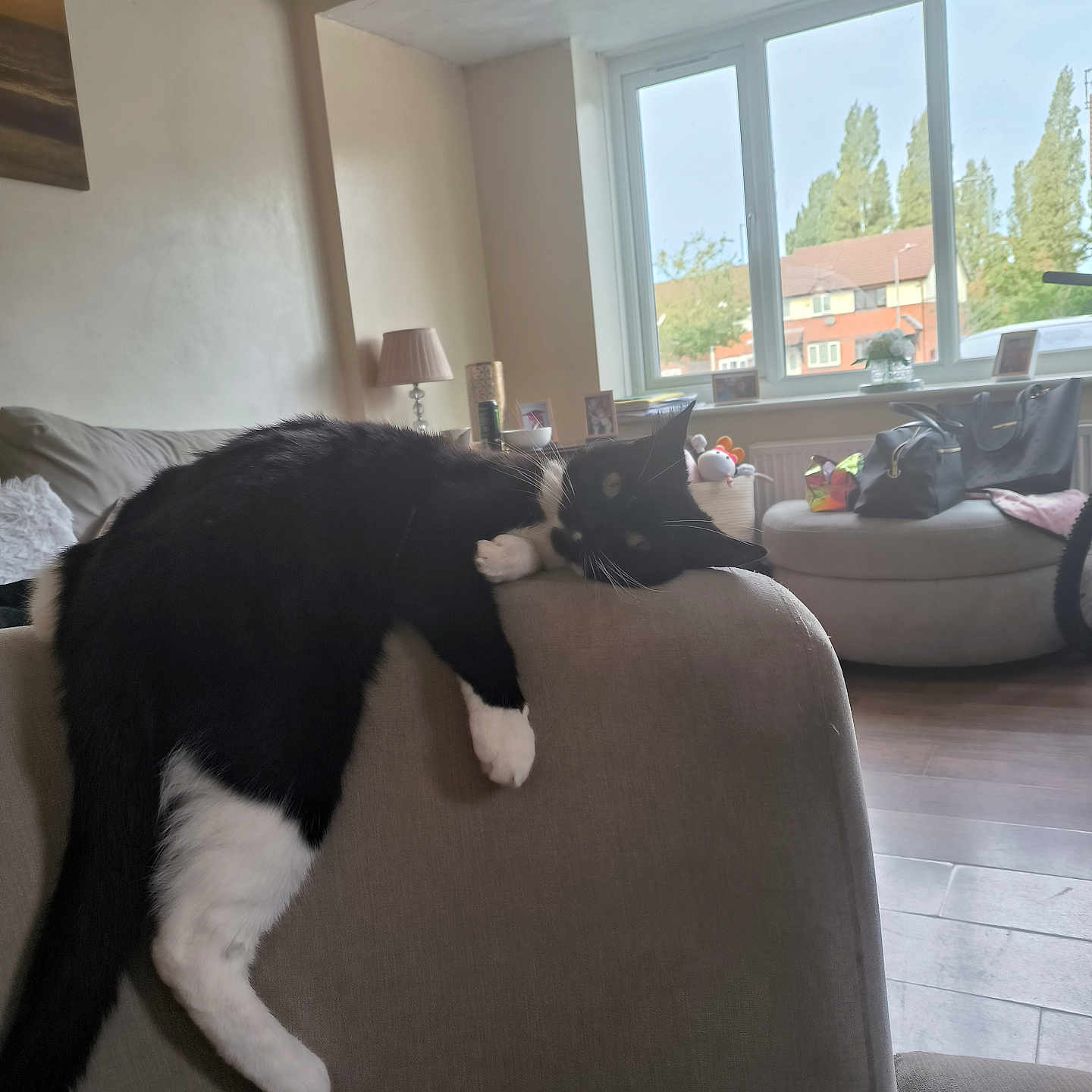 Willow joined the competition — help win amazing prizes! animal, bag, black_and_white_cat, cat, couch, cozy, daylight, domestic_cat, floor, furniture, home, houseplant, indoor, lamp, living_room, pet, photography, relaxing, resting, window