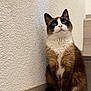 Kitty participe au concours pour gagner de l'argent avec cette photo : cat, blue_eyes, sitting, indoor, fur, whiskers, curious, pet, animal, mammal, paw, tail, brown_fur, white_fur, wall, floor, texture, cute, looking_up, domestic_cat