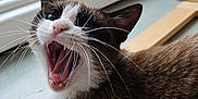 Kitty a rejoint le concours — aidez-le/la à gagner de superbes lots ! cat, animal, pet, feline, mouth_open, whiskers, fur, indoor, wood, window, daylight, closeup, cute, yawning, sitting, nose, ears, tongue, teeth, relaxed