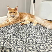 Leo joined the competition — help win amazing prizes! cat, orange_tabby, fluffy, carpet, indoor, door, pet, animal, feline, relaxed, lying_down, patterned_rug, whiskers, ears, tail, paws, home, domestic_cat, cute, calm