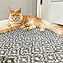 cat, orange_tabby, fluffy, carpet, indoor, door, pet, animal, feline, relaxed, lying_down, patterned_rug, whiskers, ears, tail, paws, home, domestic_cat, cute, calm
