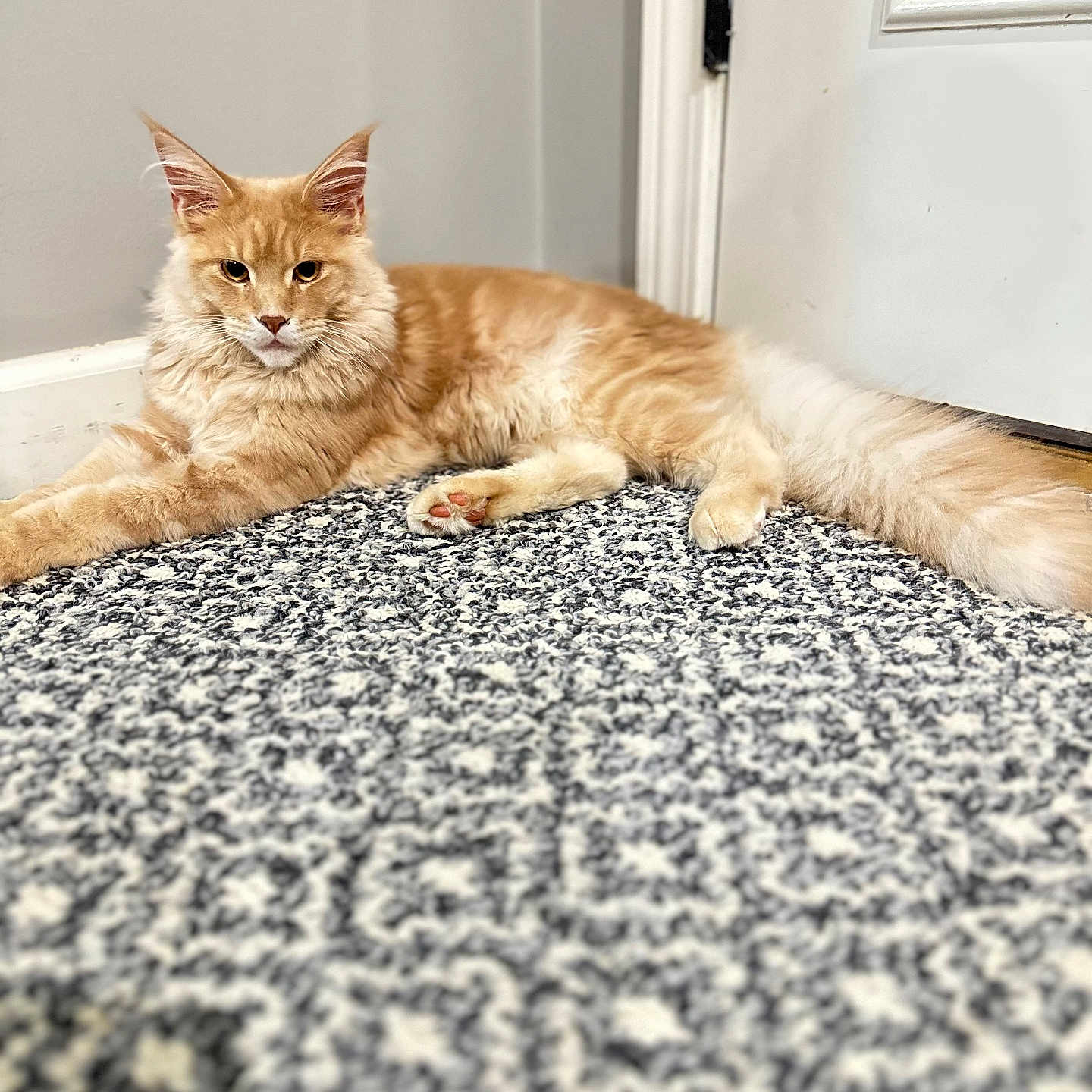 Leo joined the competition — help win amazing prizes! animal, calm, carpet, cat, cute, domestic_cat, door, ears, feline, fluffy, home, indoor, lying_down, orange_tabby, patterned_rug, paws, pet, relaxed, tail, whiskers