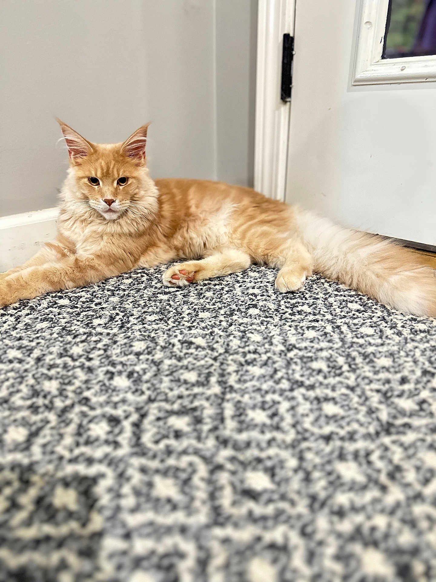 Leo joined the competition — help win amazing prizes! cat, orange_tabby, fluffy, carpet, indoor, door, pet, animal, feline, relaxed, lying_down, patterned_rug, whiskers, ears, tail, paws, home, domestic_cat, cute, calm