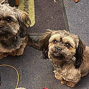 Hank joined the competition — help win amazing prizes! dog, pet, animal, indoor, carpet, floor, fur, cute, small_dog, brown, black, ears, eyes, sitting, looking_up, domestic, companion, waiting, two_dogs, home